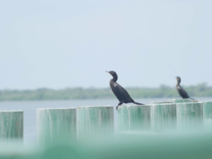 Aves paradas en pilas