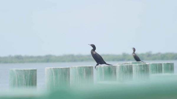 Aves paradas en pilas